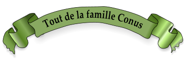 Tout de la famille Conus