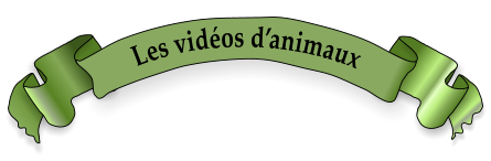 Les vidéos d’animaux