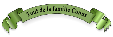 Tout de la famille Conus
